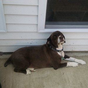 Meet your Posher, Charlie